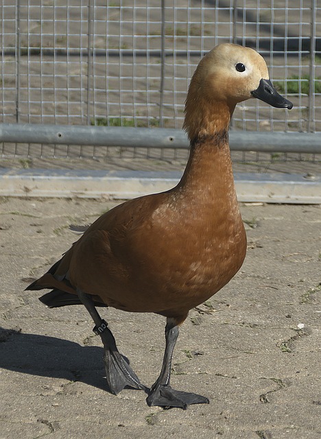 青训